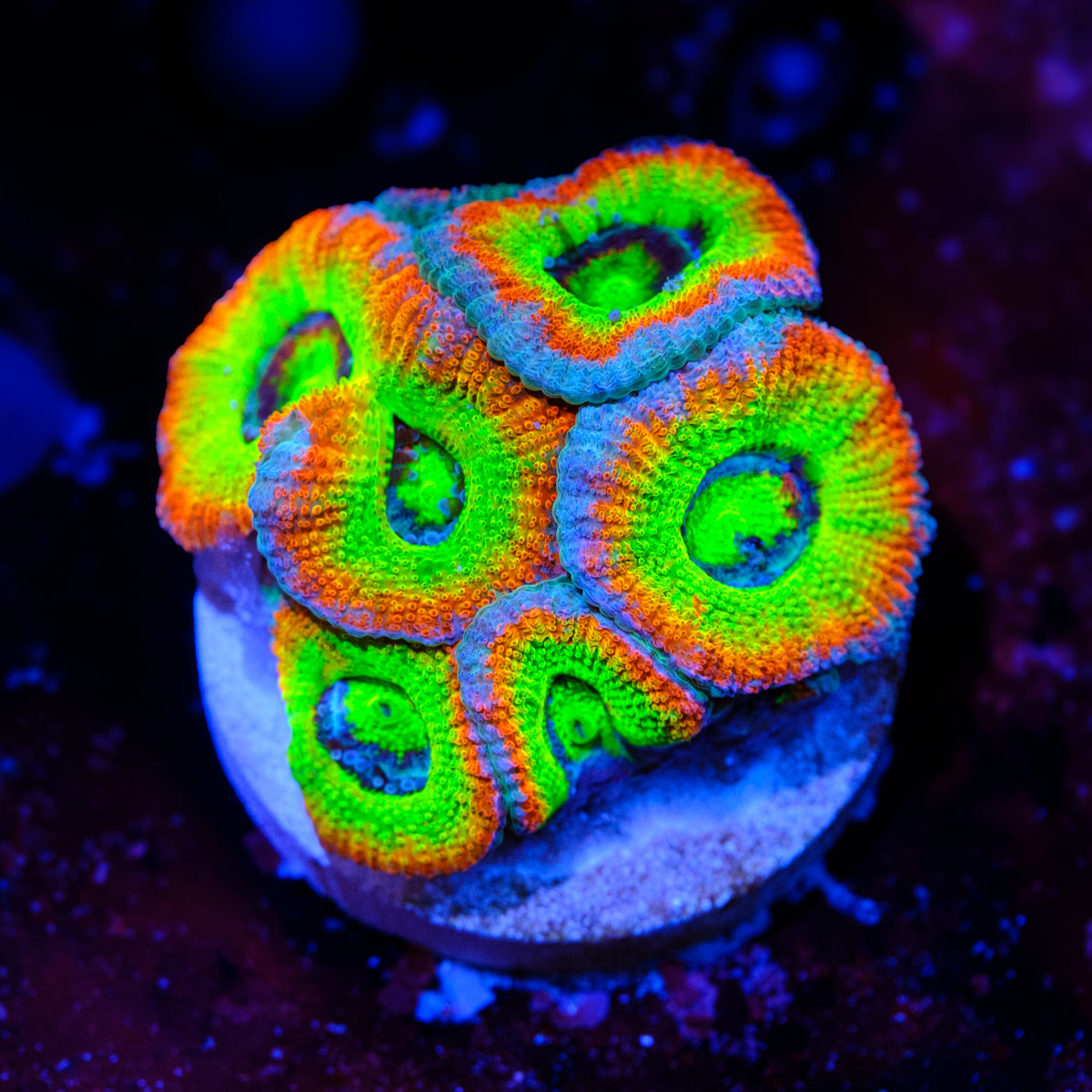 Holy Grail Micromussa WYSIWYG -C5