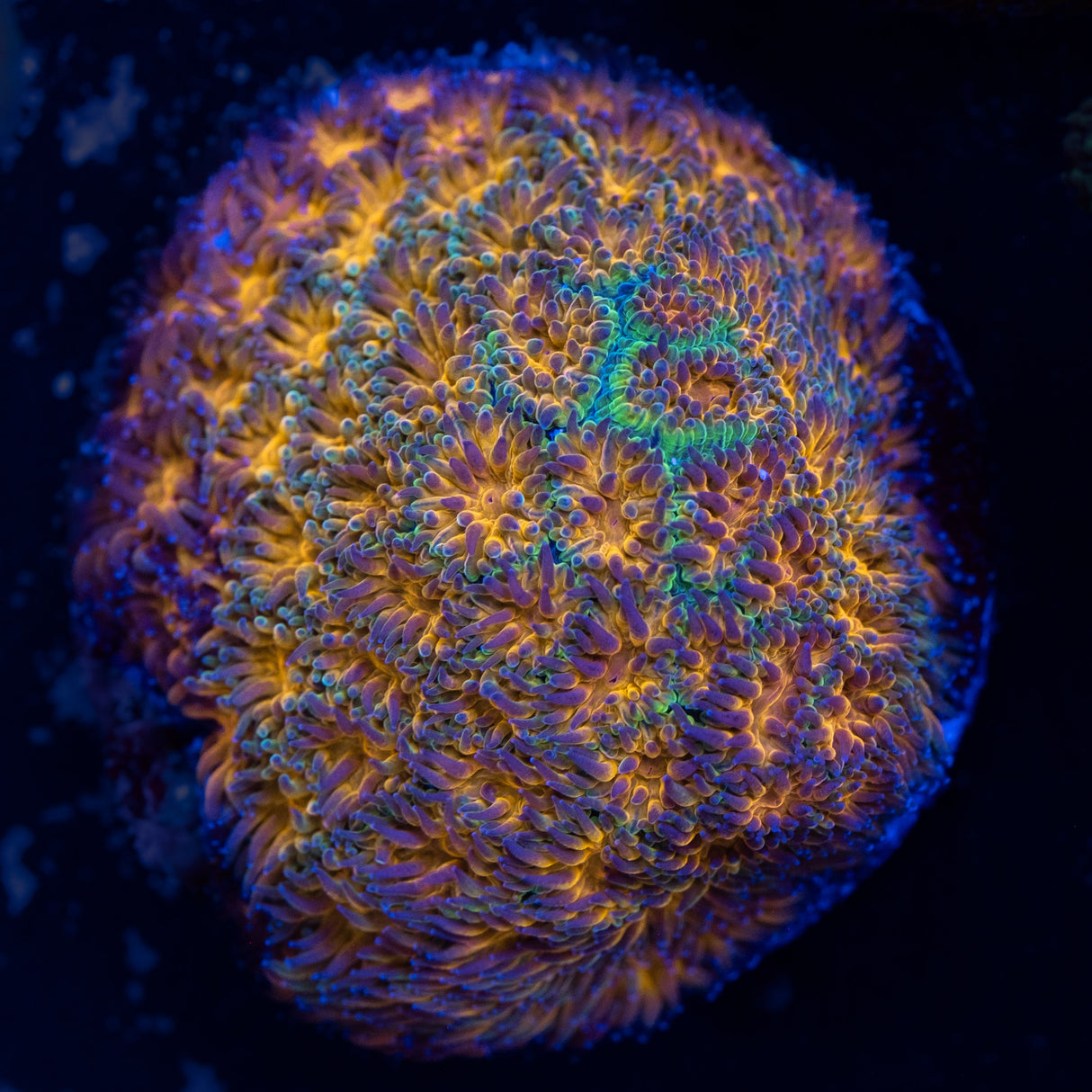 Honeycomb Leptastrea