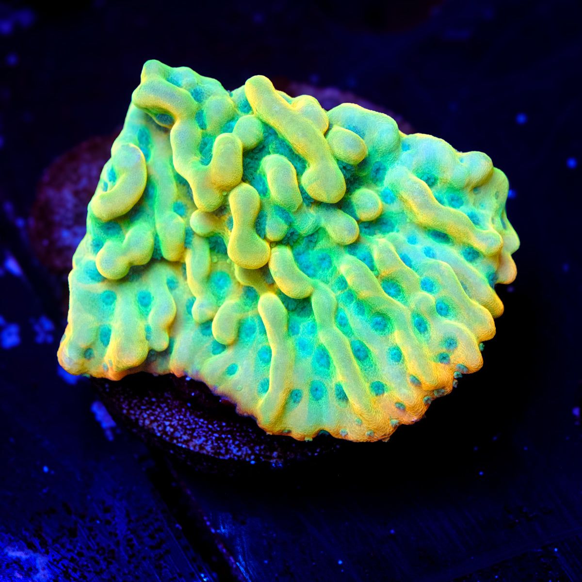 JF Beach Bum Montipora WYSIWYG - I4