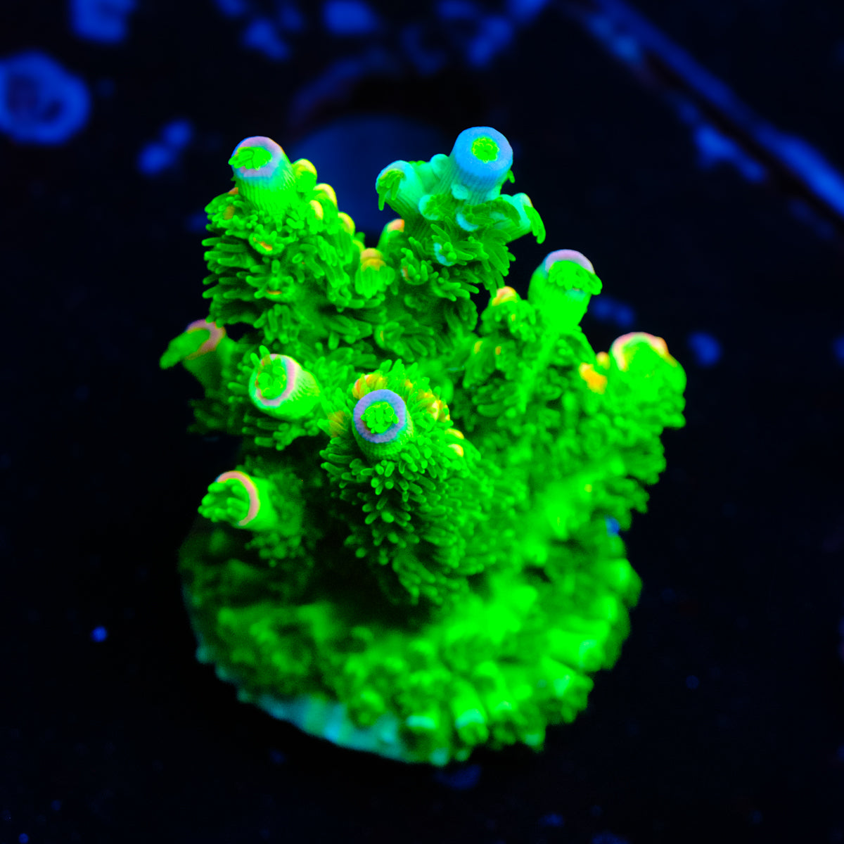 JF Homewrecker Acropora WYSIWYG - A2-4