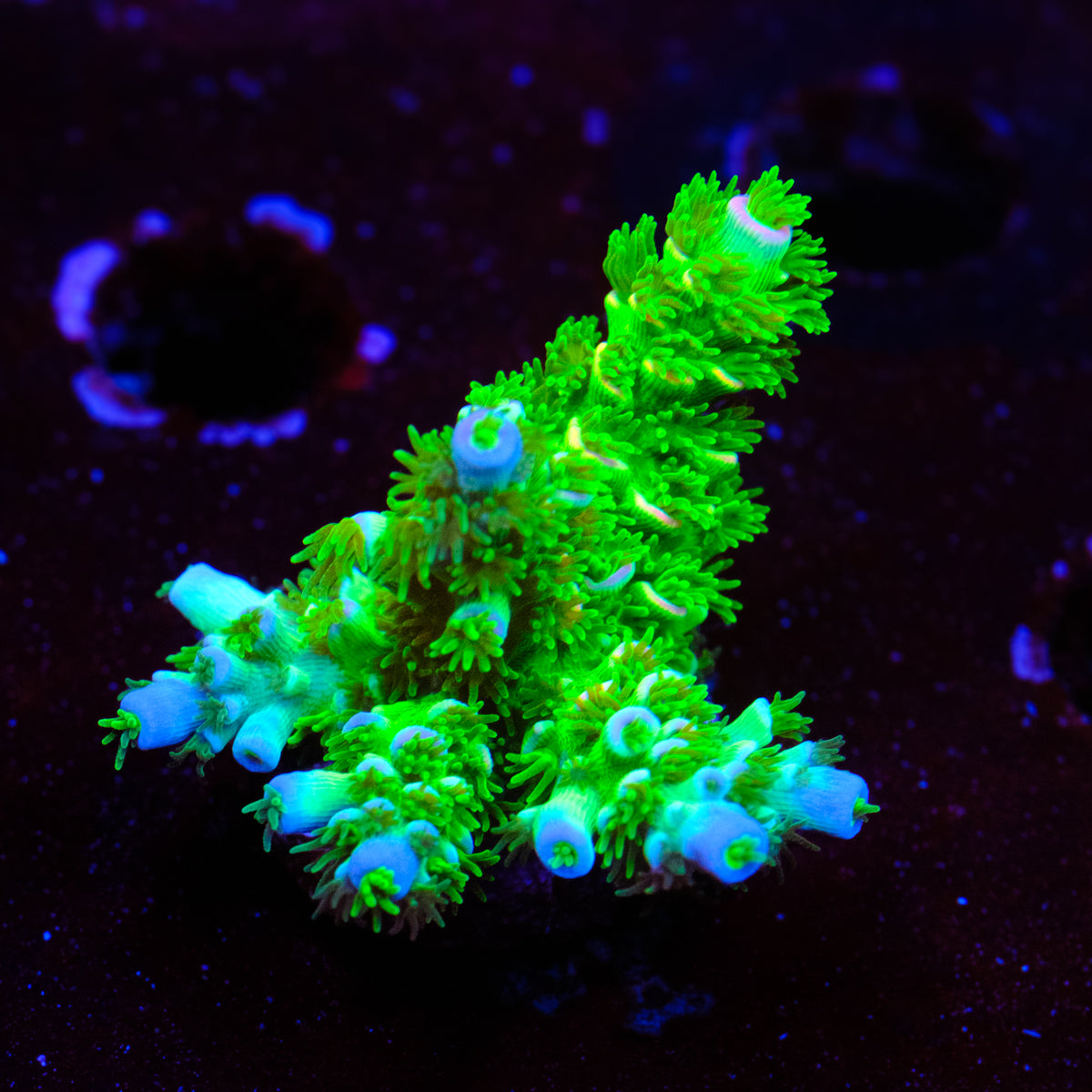 JF Homewrecker Acropora WYSIWYG - E2
