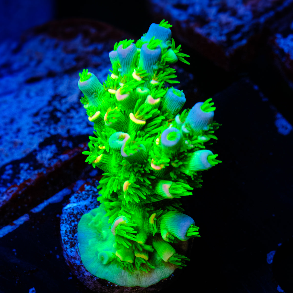 JF Homewrecker Acropora WYSIWYG - V1
