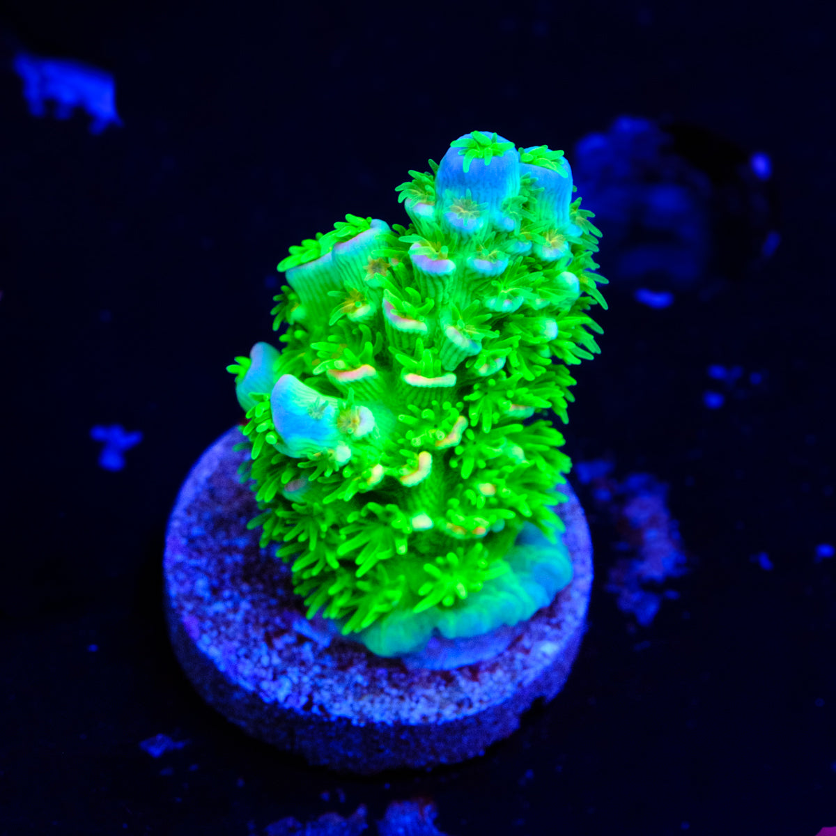 JF Homewrecker Acropora WYSIWYG - Q2-4