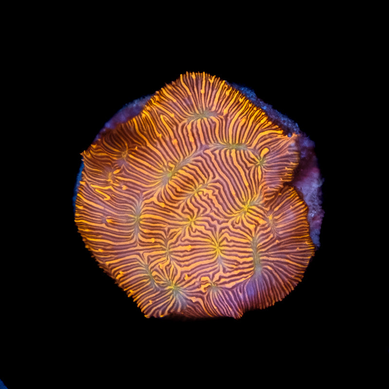 JF Jack O Lantern Leptoseris