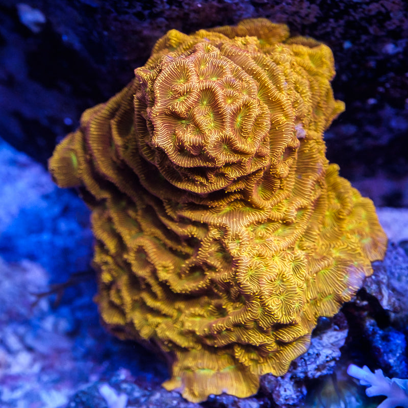 JF Jack O Lantern Leptoseris