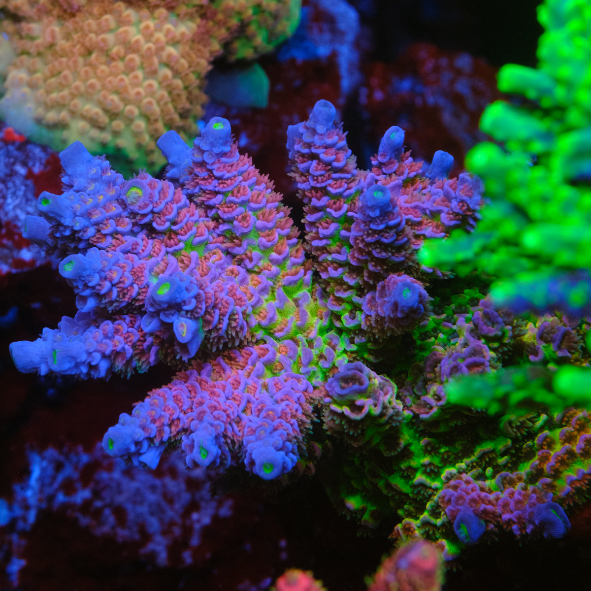 JF Jolt Acropora Tenuis