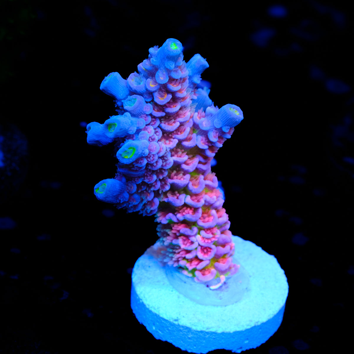 JF Jolt Acropora WYSIWYG - T1