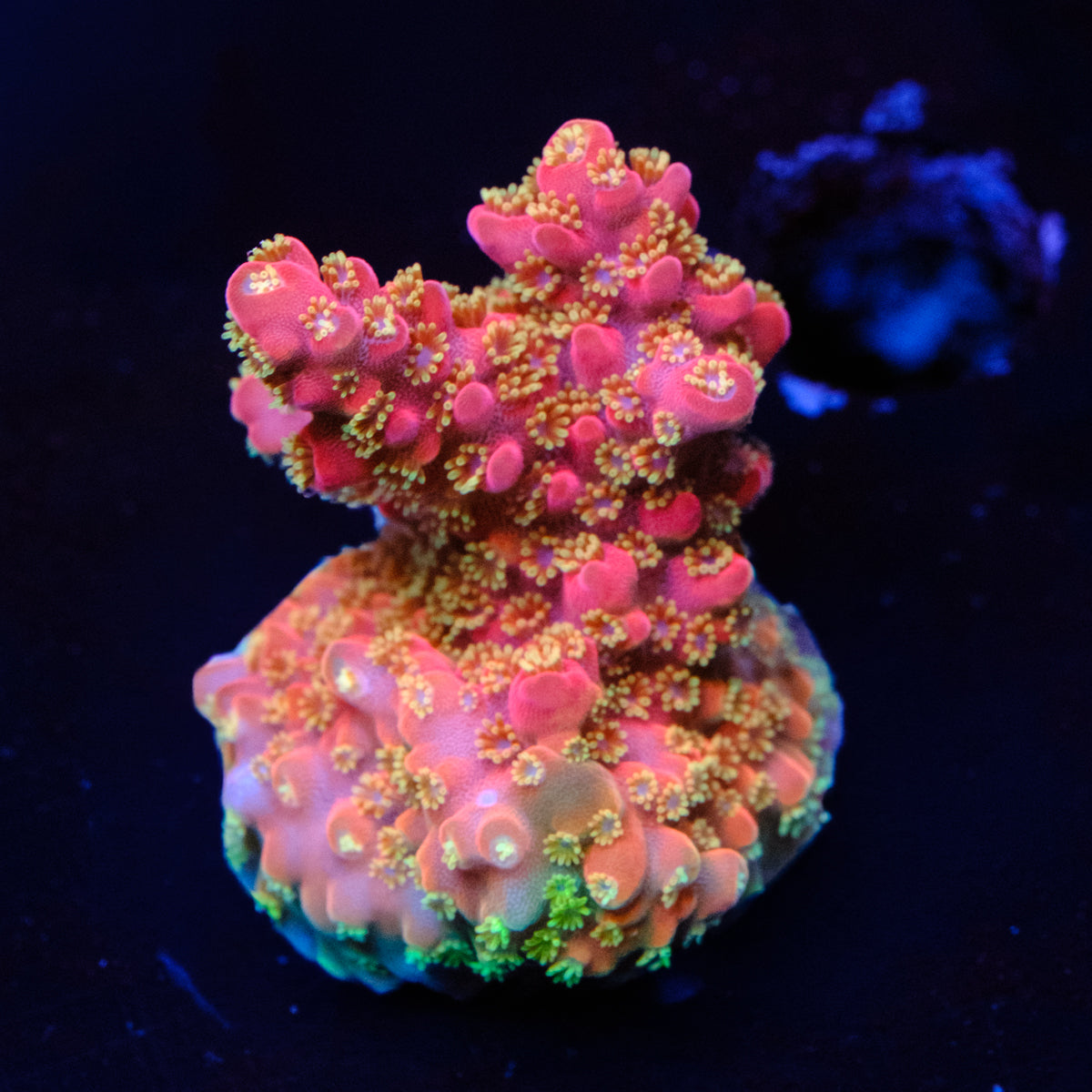 Jake Adams Rose Acropora WYSIWYG - C2-4