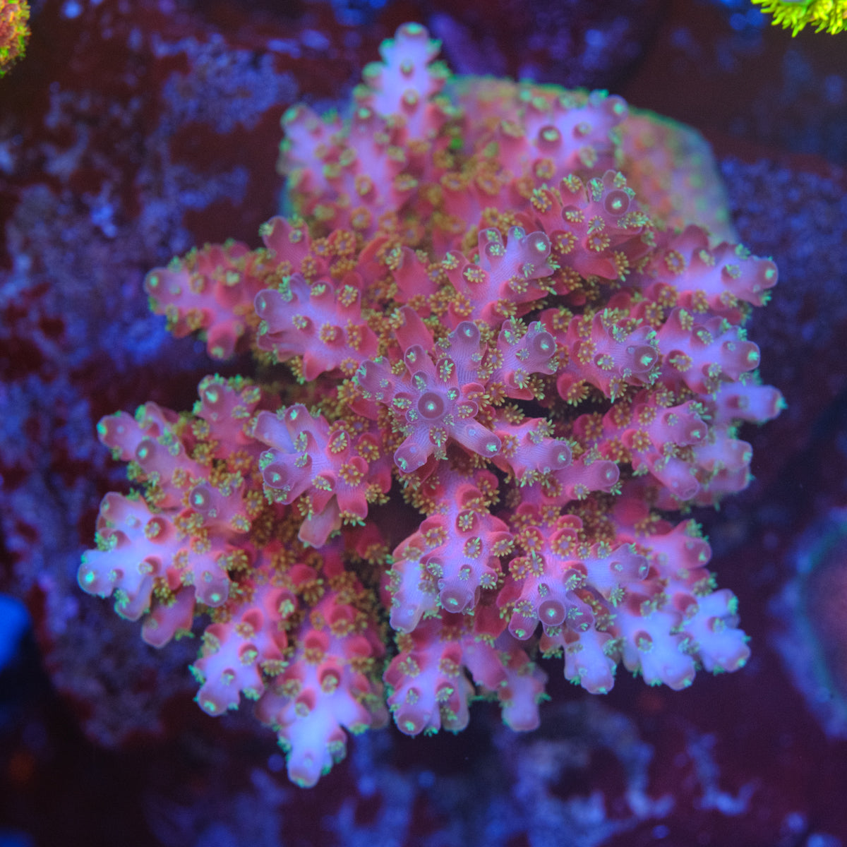 Jake Adams Rose Acropora