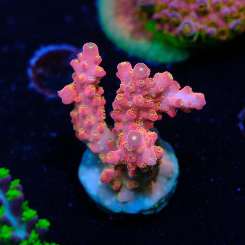 Jake Adams Rose Acropora WYSIWYG - W4