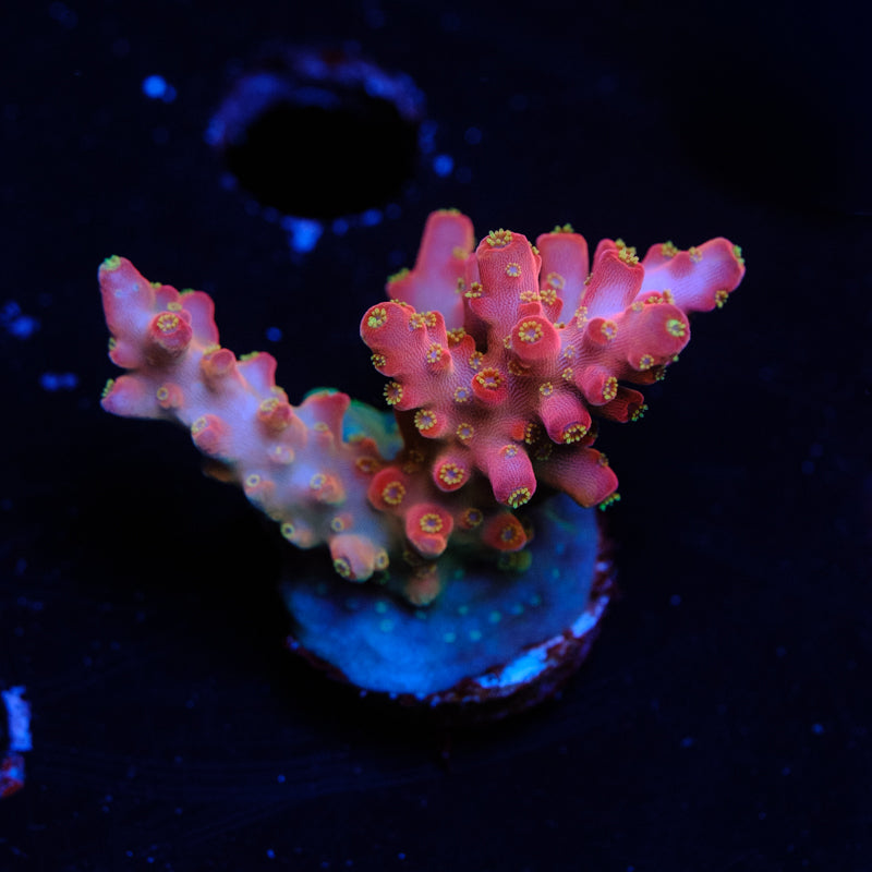 Jake Adams Rose Acropora WYSIWYG N2-4