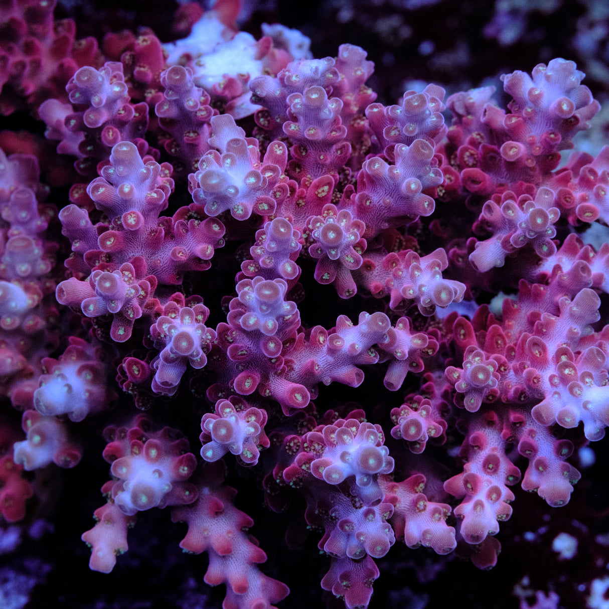 Jake Adams Rose Acropora