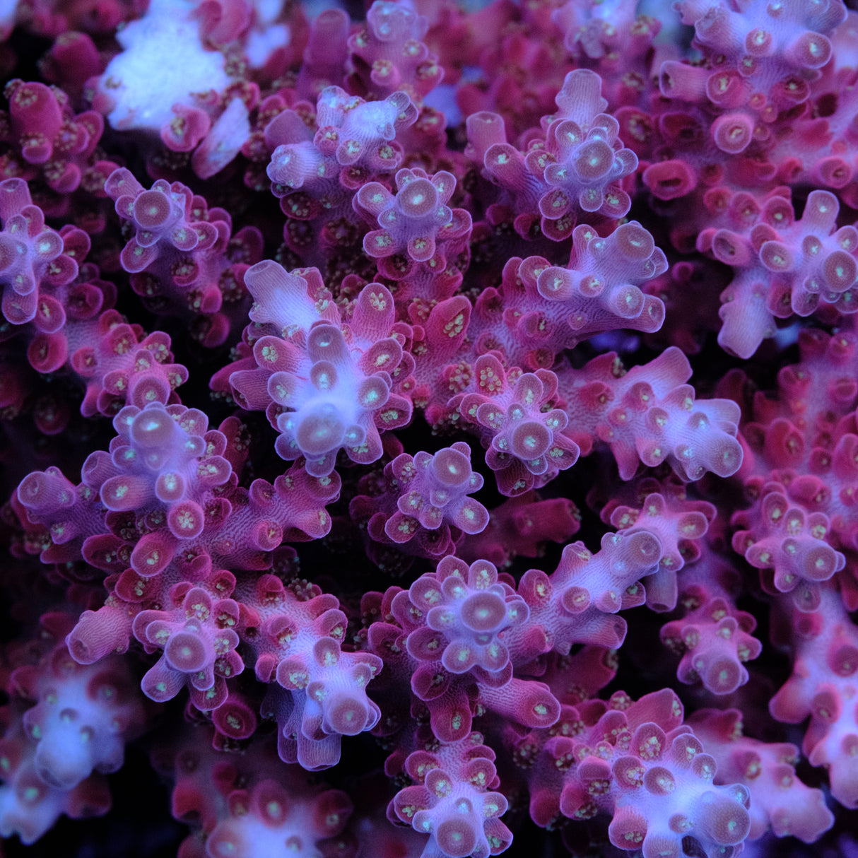 Jake Adams Rose Acropora