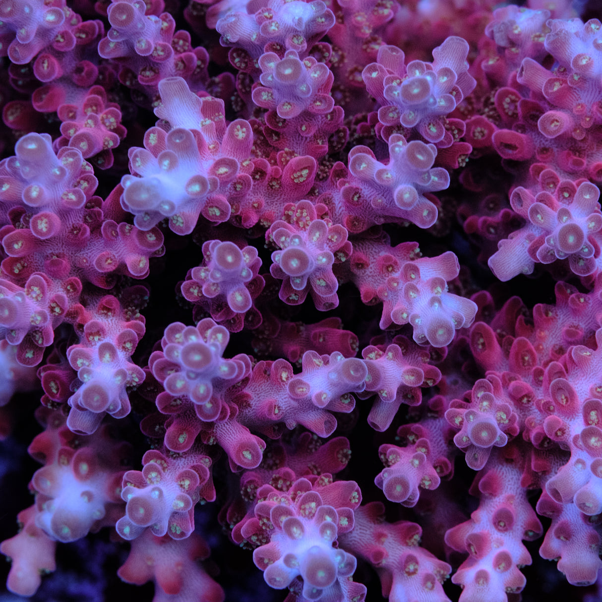 Jake Adams Rose Acropora