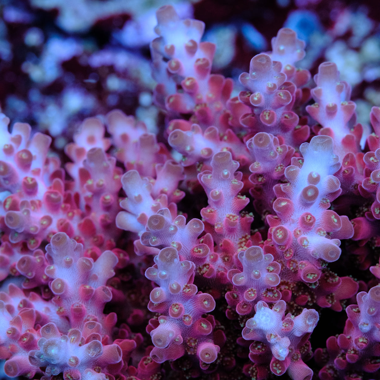 Jake Adams Rose Acropora