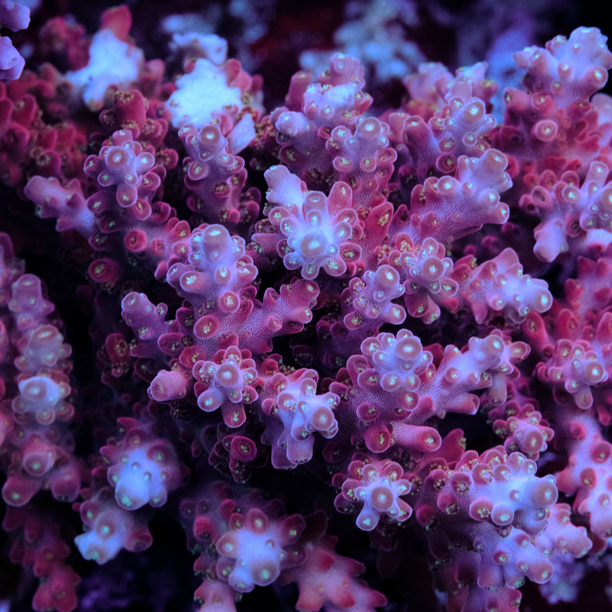 Jake Adams Rose Acropora