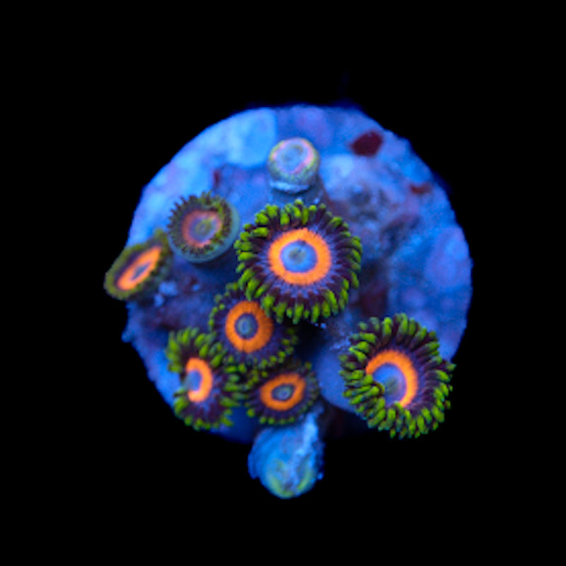 Zoas/Palys 5-Pack