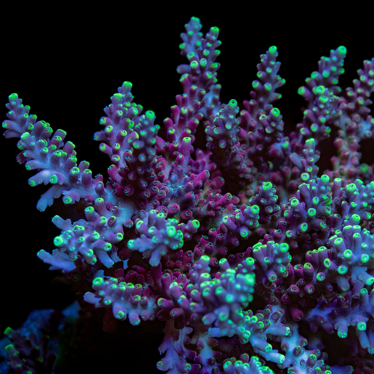 WWC Kobe Bean Acropora