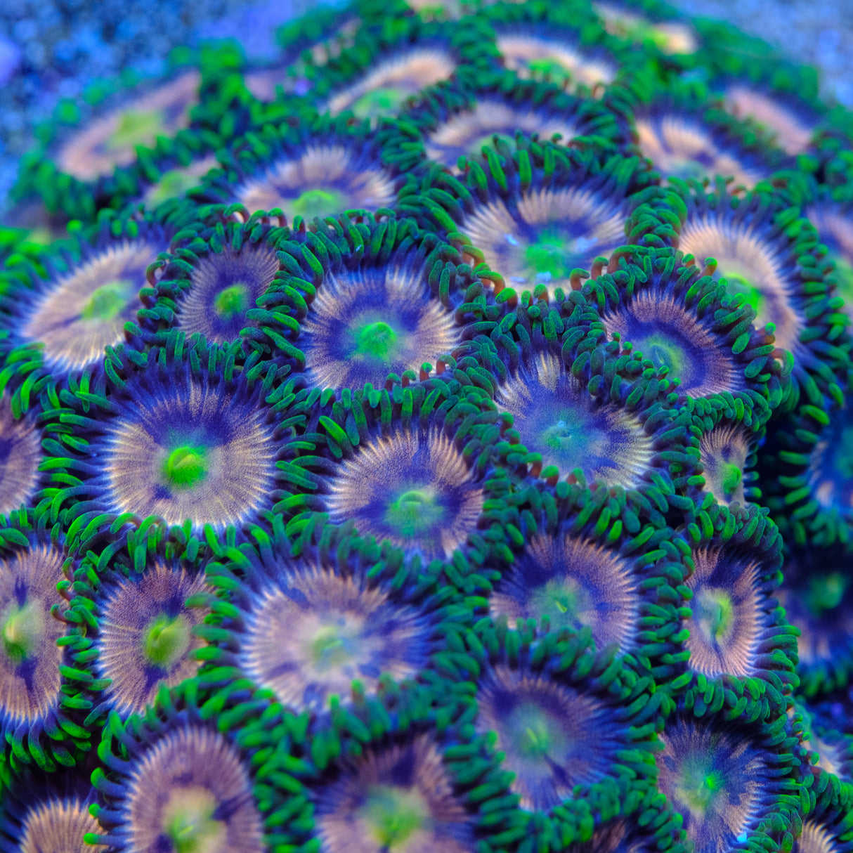 Laser Lemon Zoanthids