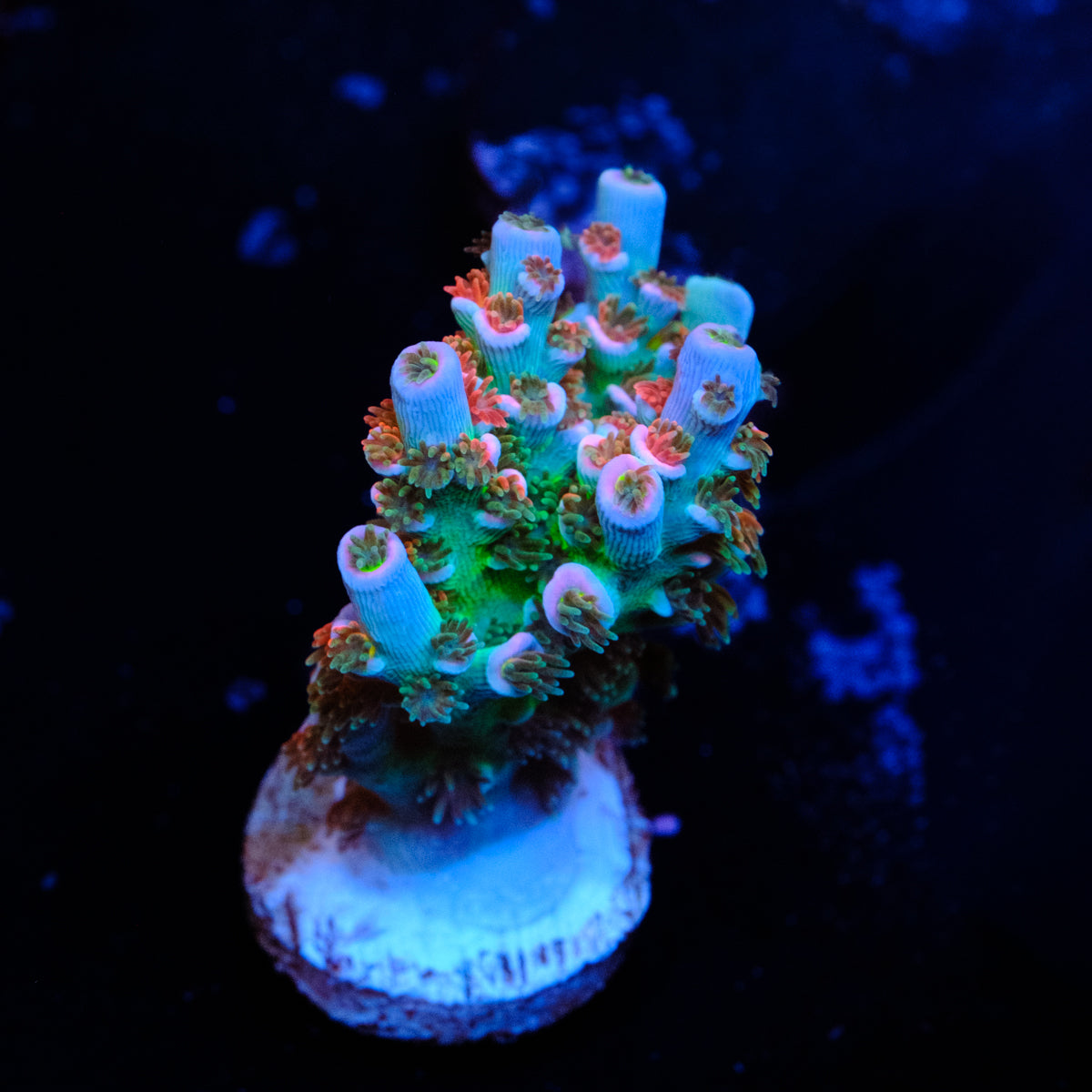 MC Prom Queen / CC Pink Highlighter Acropora WYSIWYG - N4
