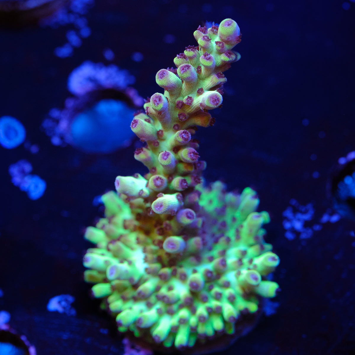 Matt V Jellybean Acropora WYSIWYG -L2-4