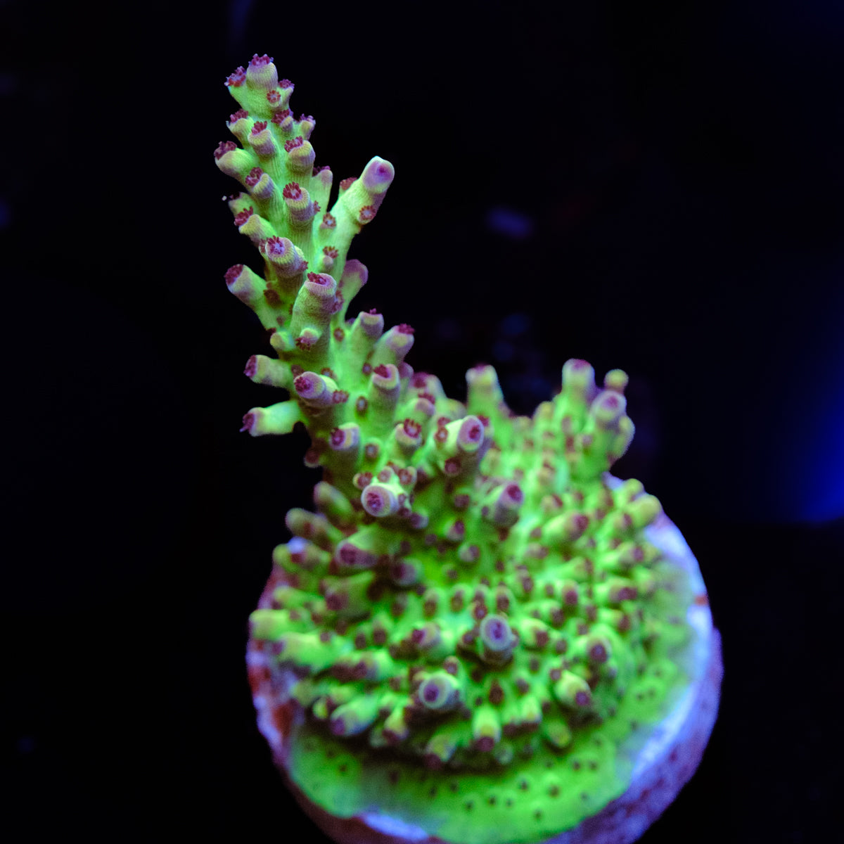 Matt V Jellybean Acropora WYSIWYG -L2-4