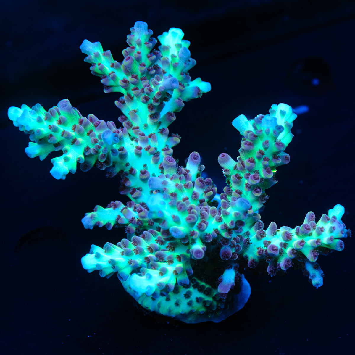 Matt V Jellybean Acropora WYSIWYG - Z4