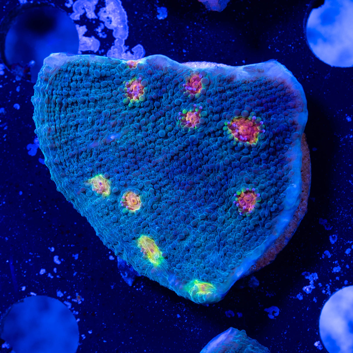 Miami Hurricane Chalice