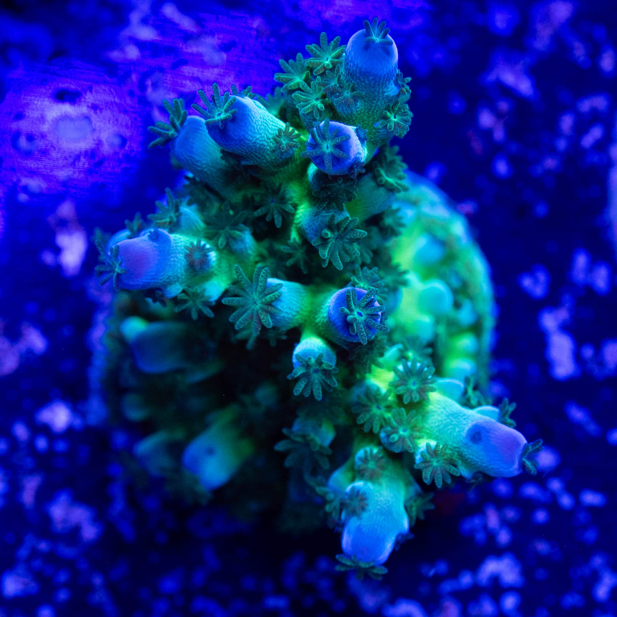 Miyagi Blue Green Tort Acropora