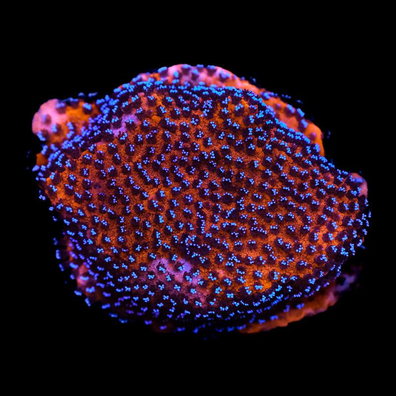 Mystic Sunset Montipora