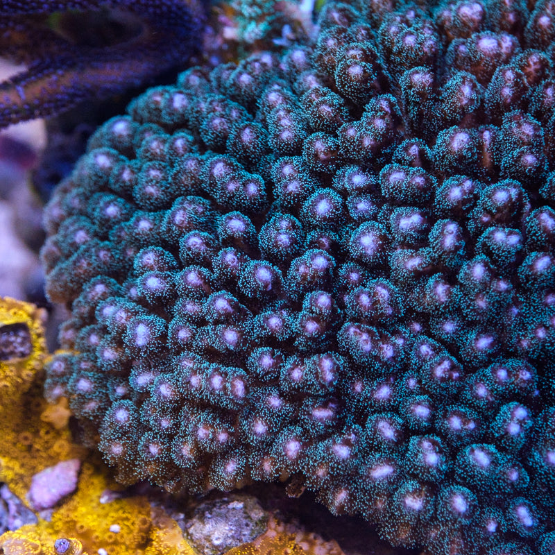 ORA Green Pocillopora Damicornis