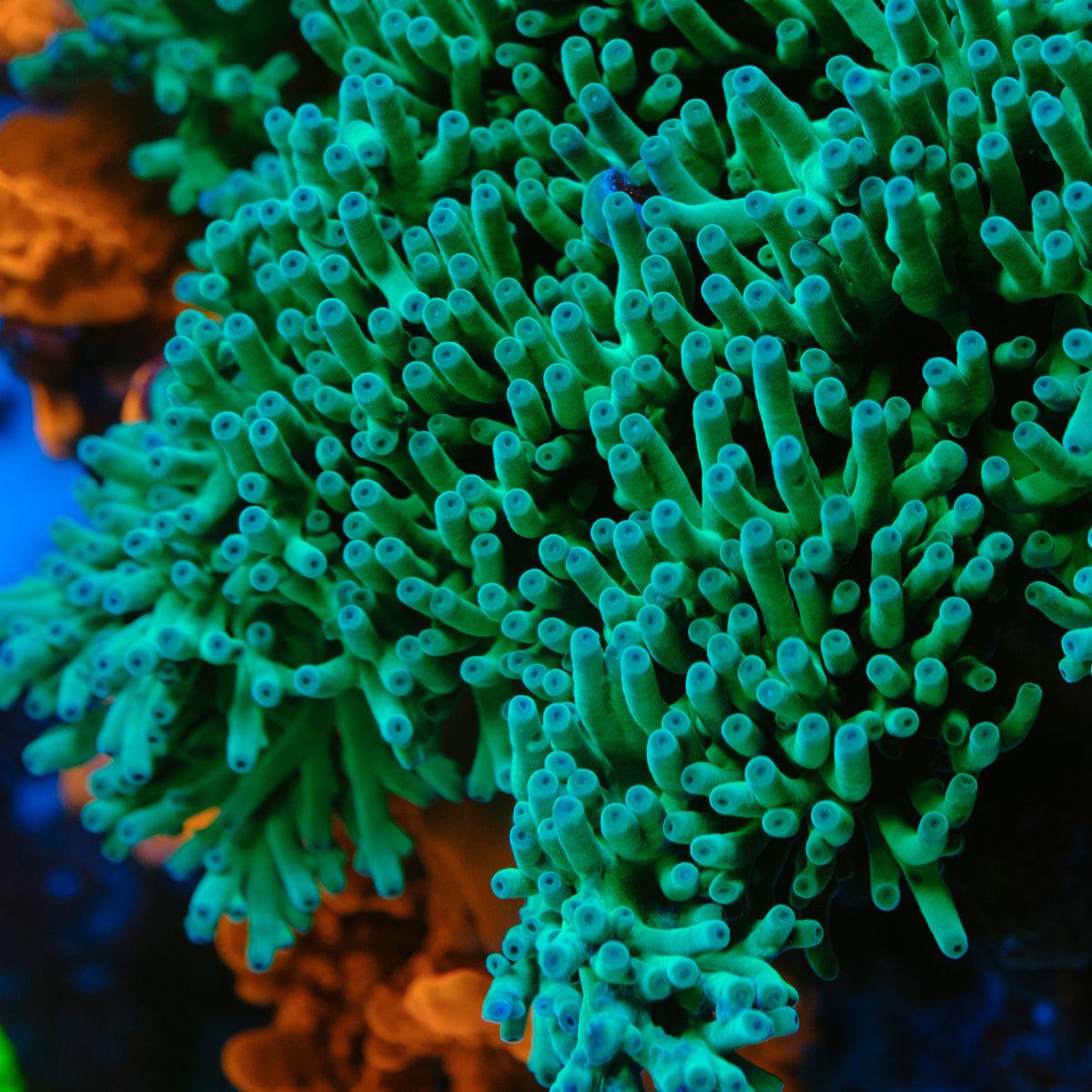 ORA Hawkins Echinata Acropora