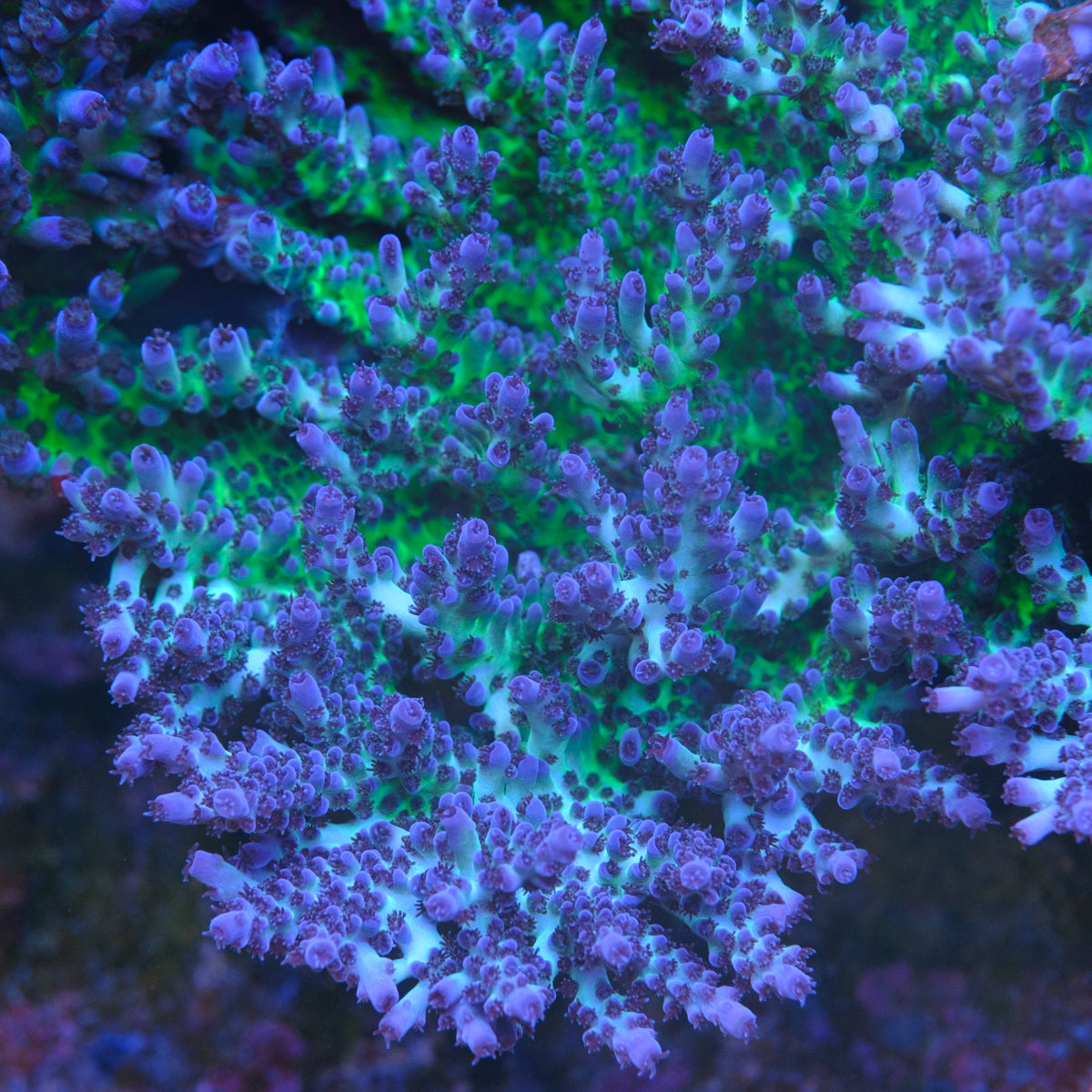 ORA Pearlberry Acropora