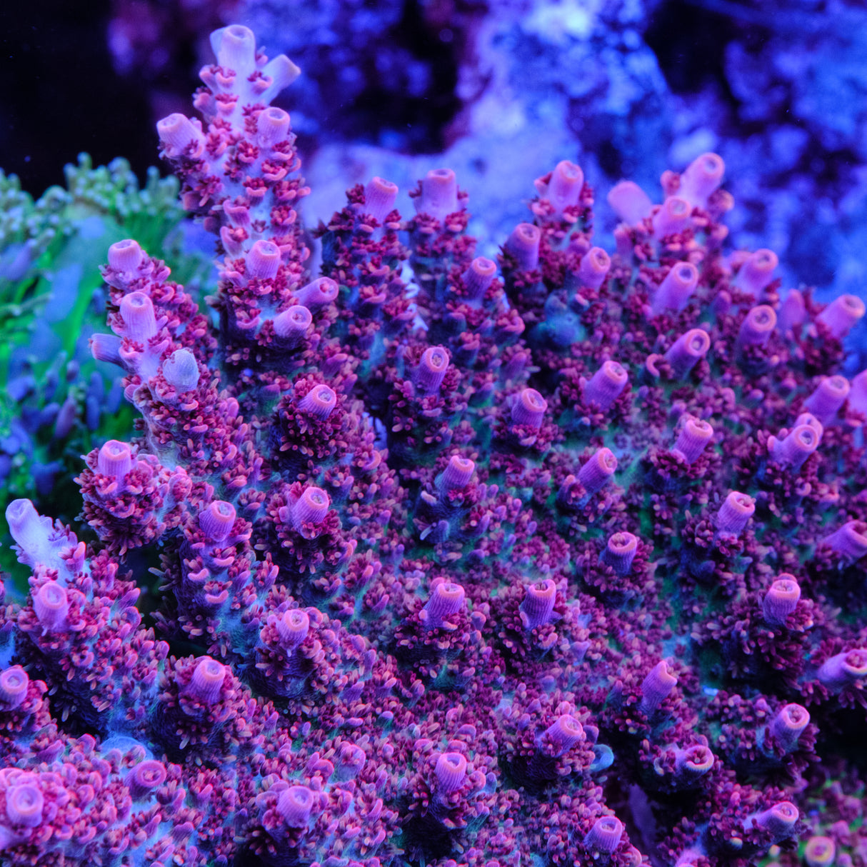 ORA Red Planet Acropora