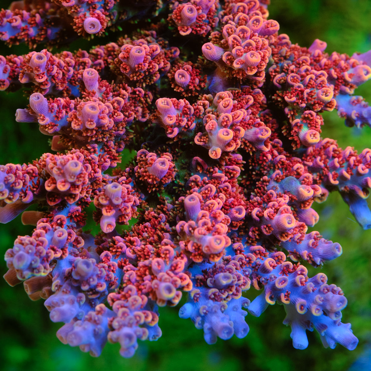 ORA Red Planet Acropora