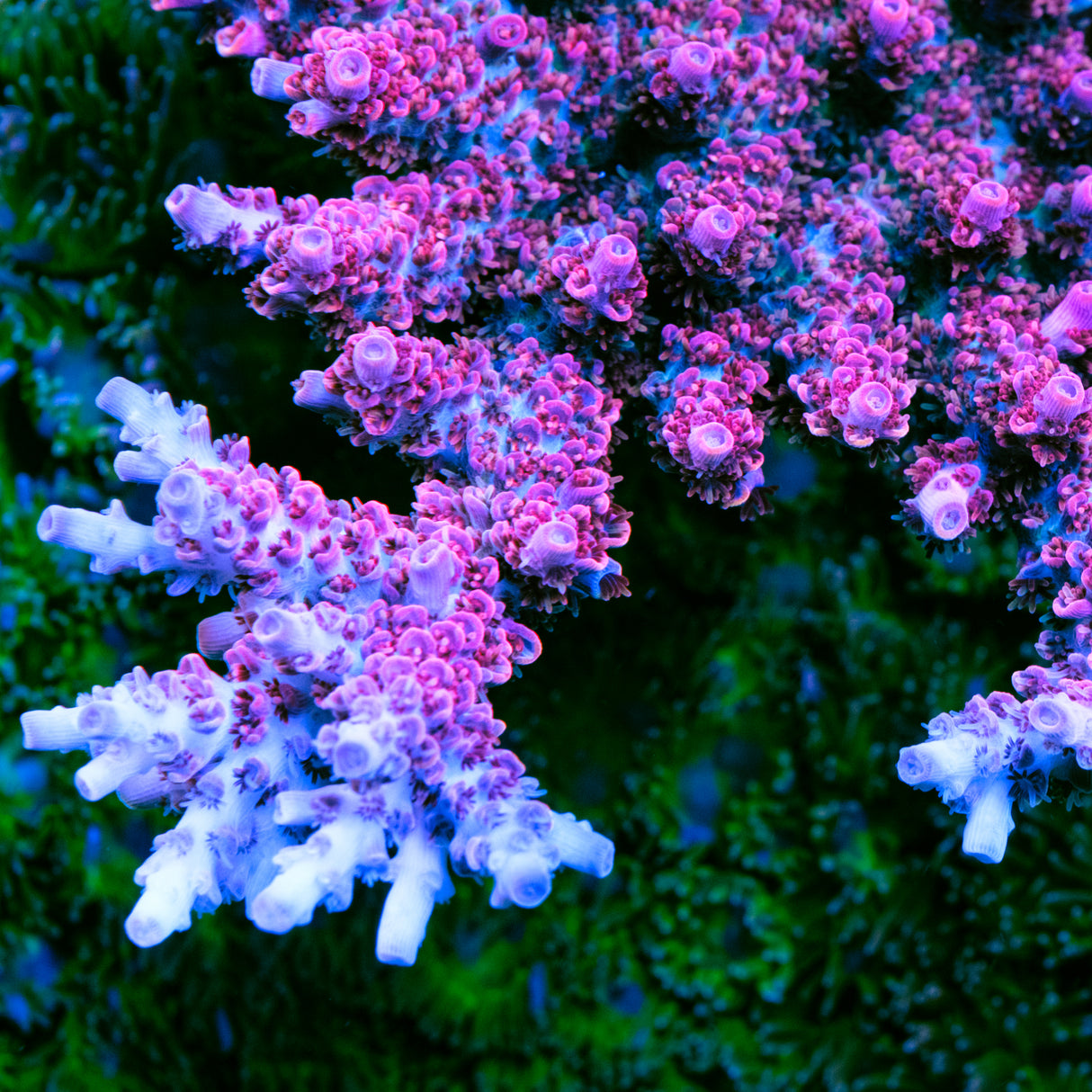 ORA Red Planet Acropora