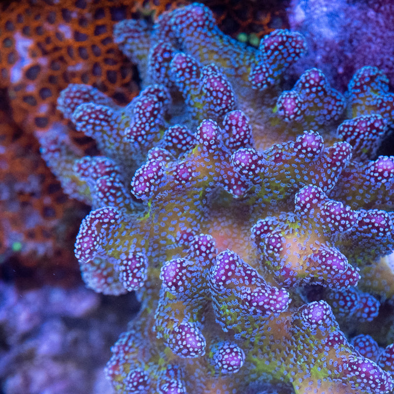 ORA Stellar Stylophora