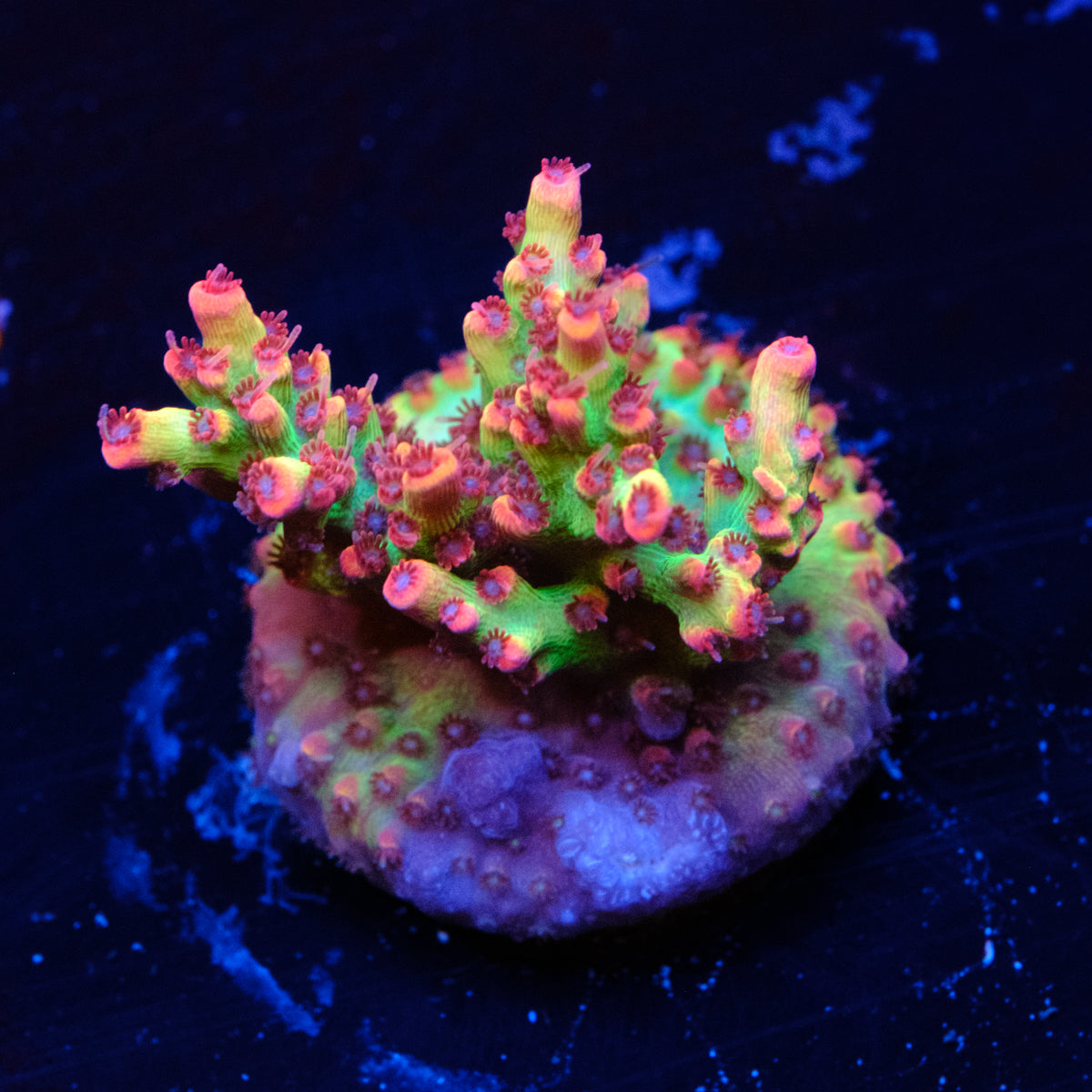 ORA Strawberry Shortcake Acropora WYSIWYG -G2-4