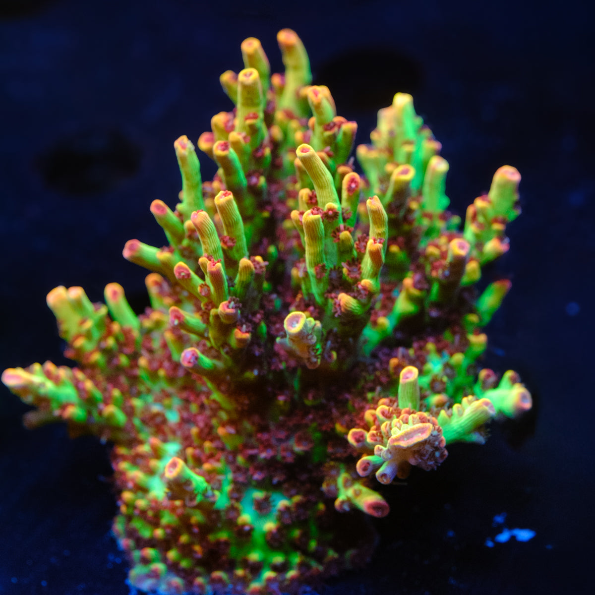 ORA Strawberry Shortcake Acropora WYSIWYG - M2