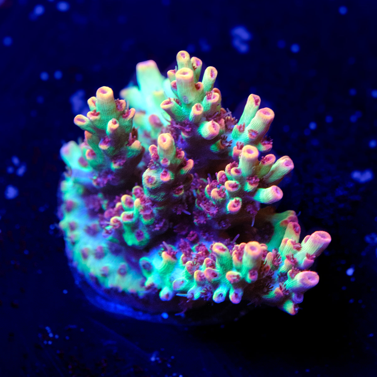 ORA Strawberry Shortcake Acropora WYSIWYG - O4