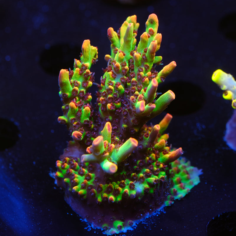 ORA Strawberry Shortcake Acropora WYSIWYG - T2
