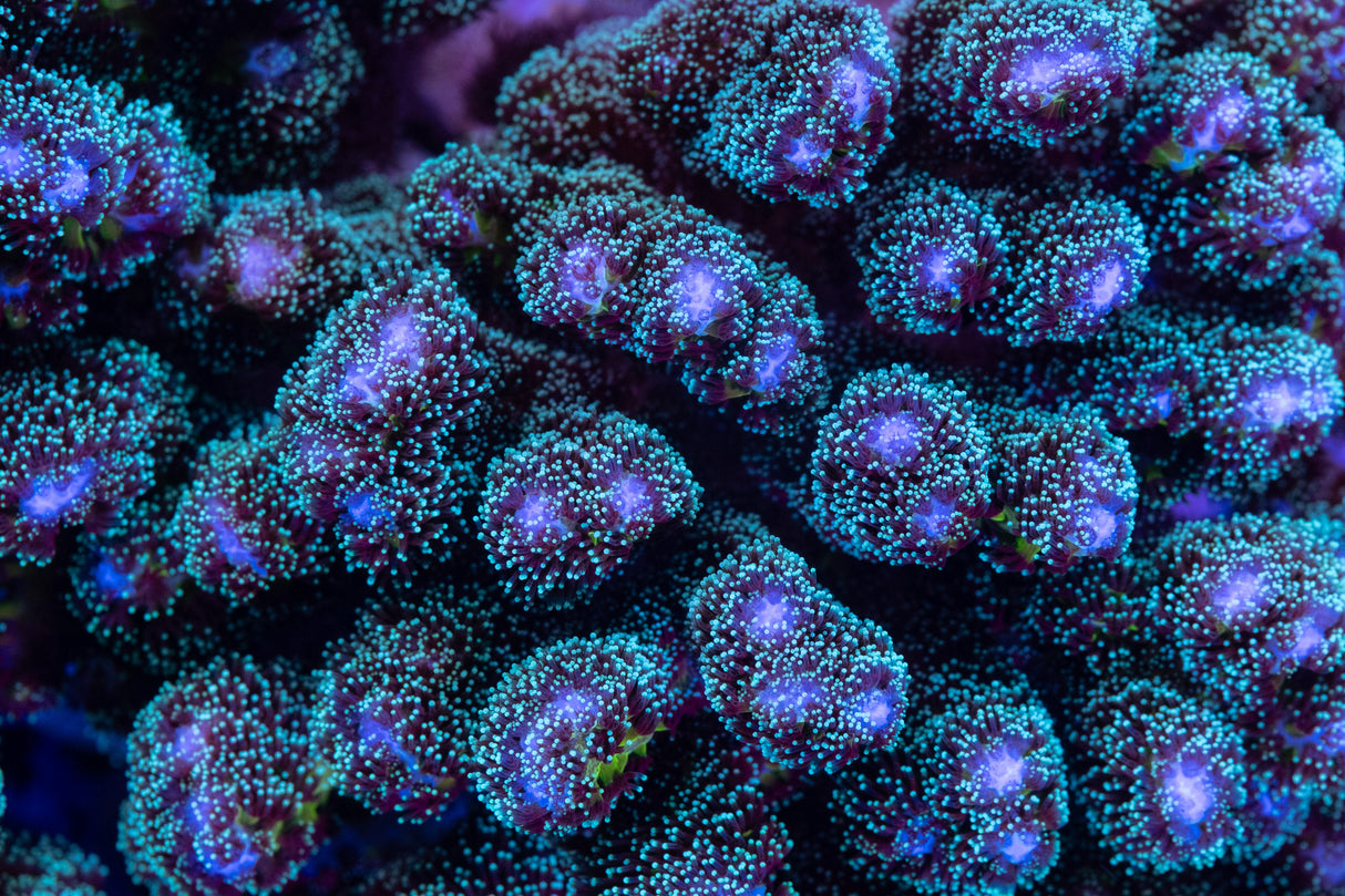 ORA Green Pocillopora Damicornis