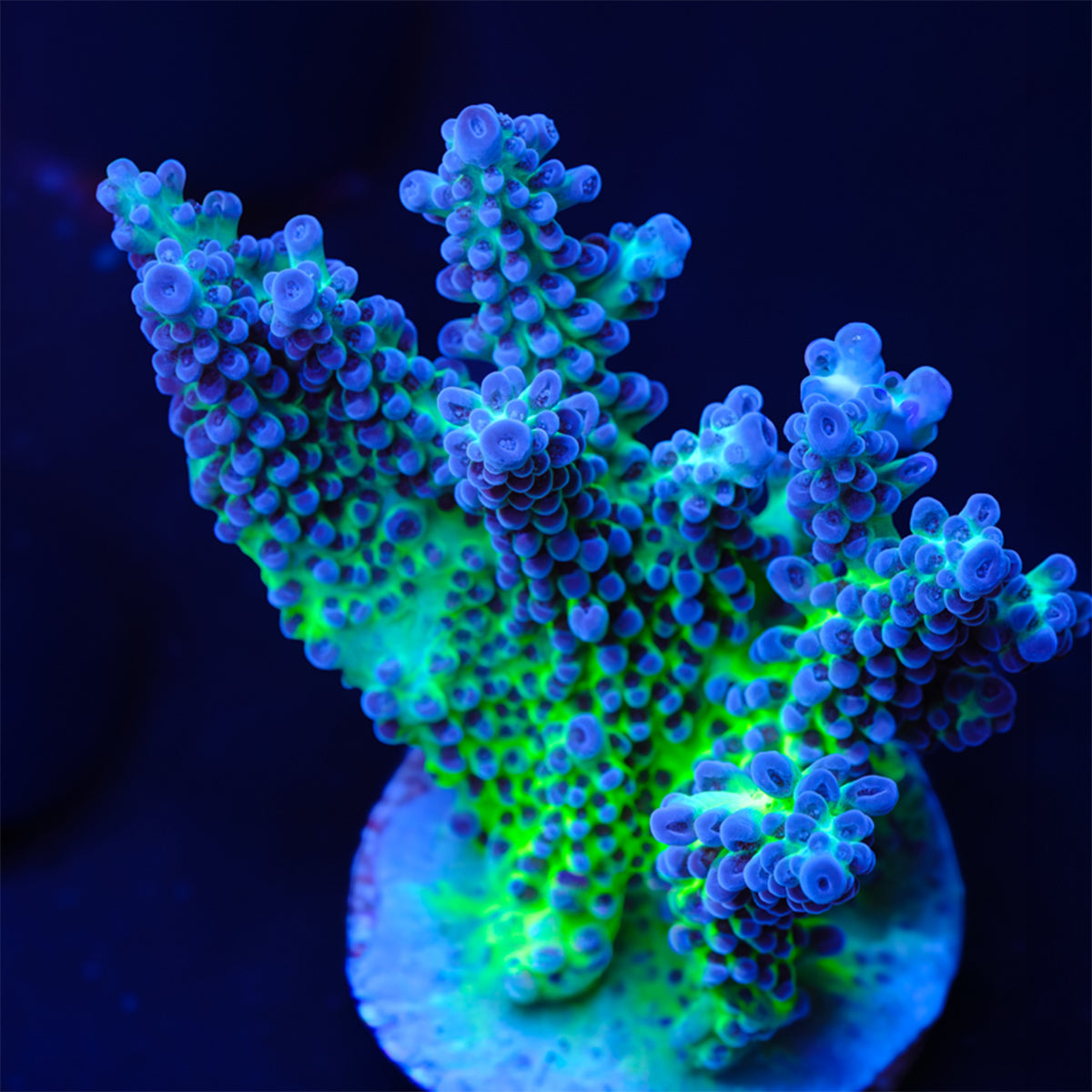 ORA Pearlberry Acropora WYSIWYG - S2-4