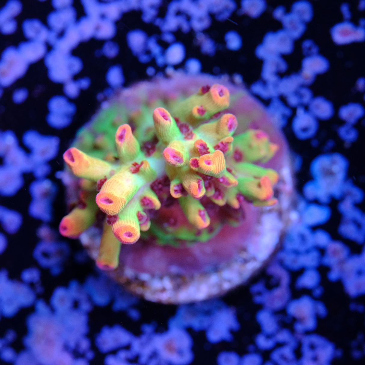 ORA Strawberry Shortcake Acropora