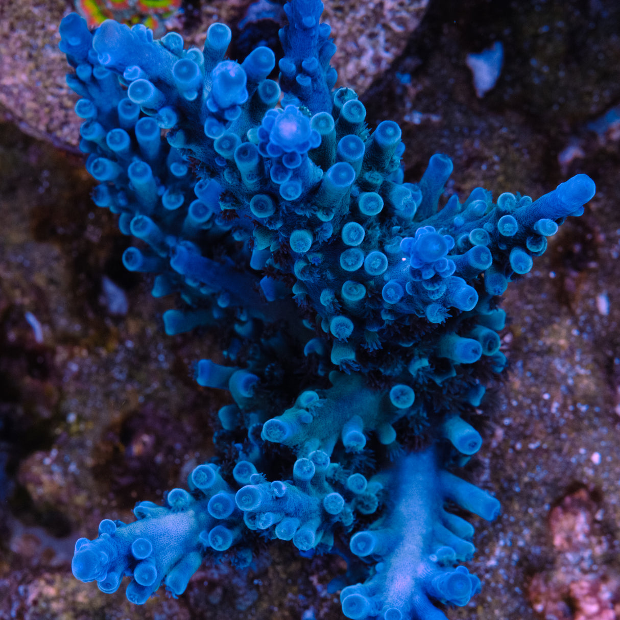 Oregon Blue Tort Acropora