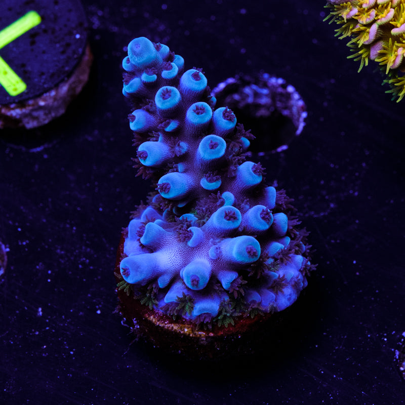 Oregon Tort Acropora WYSIWYG - N4