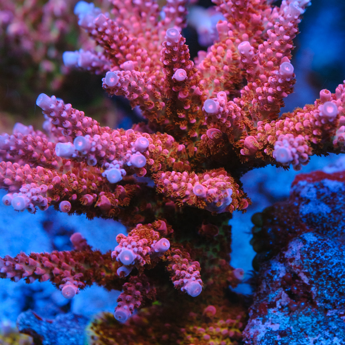 PC Rainbow Acropora