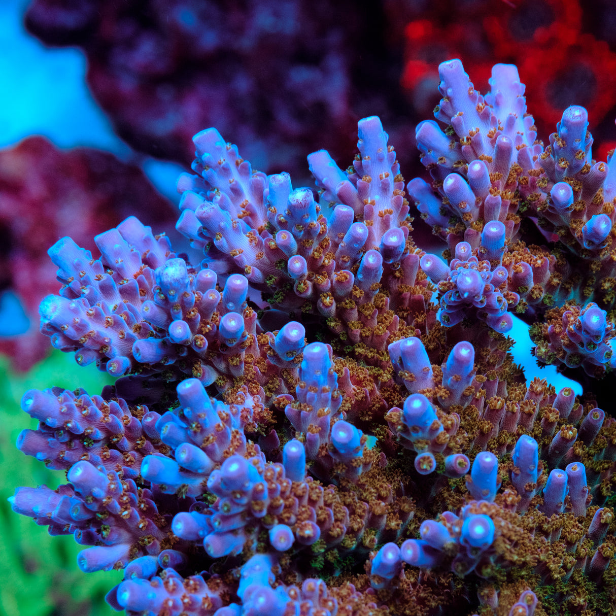 POTO Afterburner Acropora