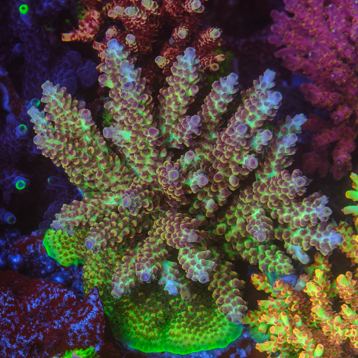 POTO Alice in Wonderland Acropora