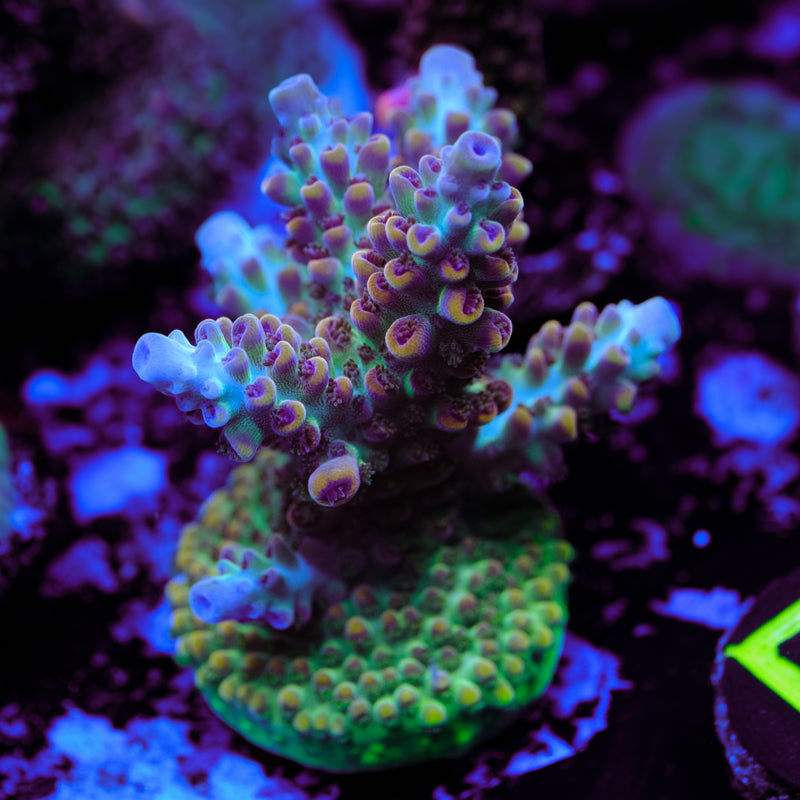 POTO Alice in Wonderland Acropora WYSIWYG - R2